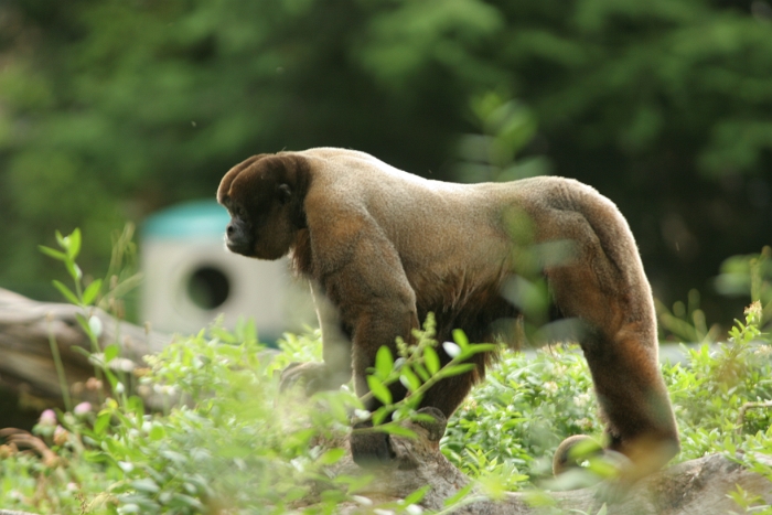 Zoo de Bale - 248